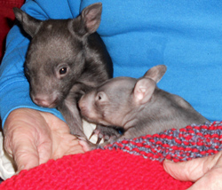 Image of wombats in the care of Jean Quick from Jean-e-us Wildlife shelter, using their 'Womblankie'