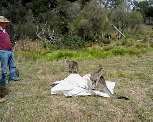 Image of the joeys being released on our Boolarra Farm